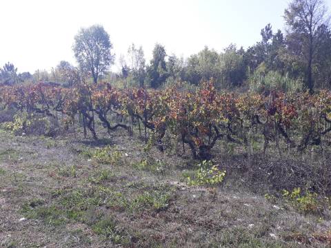 Terreno a Vinha Paraimo