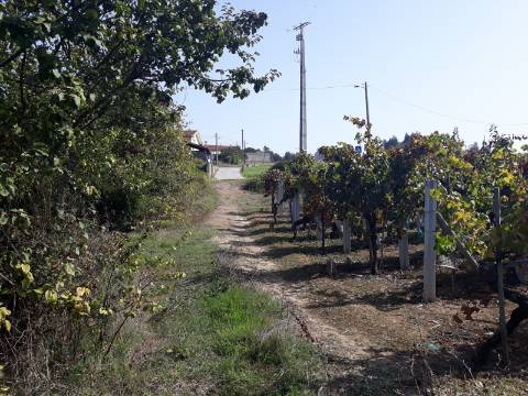 Terreno a Vinha Paraimo