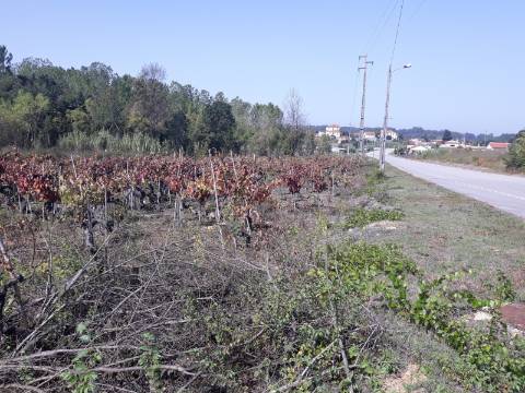 Terreno a Vinha Paraimo