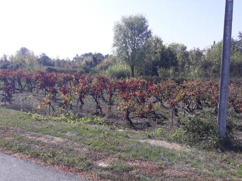 Terreno a Vinha Paraimo