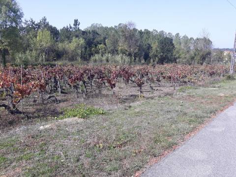 Terreno a Vinha Paraimo