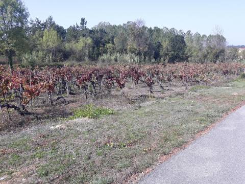 Terreno a Vinha Paraimo