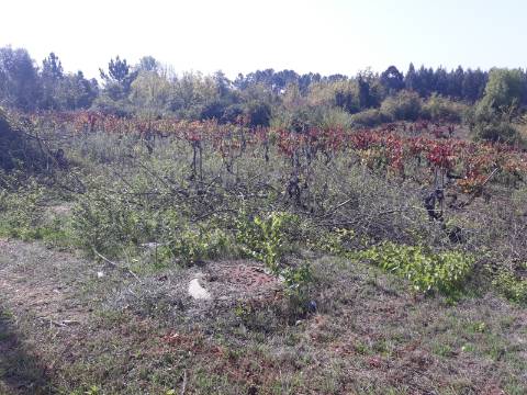 Terreno a Vinha Paraimo