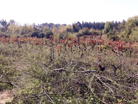 Terreno a Vinha Paraimo