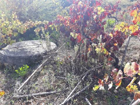 Terreno a Vinha Paraimo