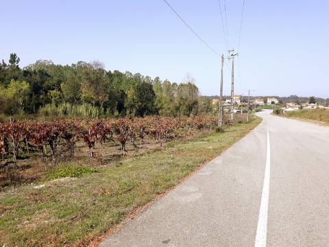 Terreno a Vinha Paraimo