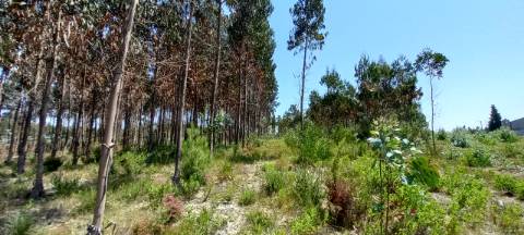 Terreno com potencial de construção de armazéns