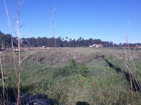 Terreno Arredores de Oiã