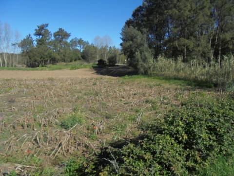 Terreno Arredores de Oiã