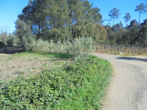 Terreno Arredores de Oiã