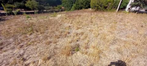 Terreno para venda em Oliveira do Bairro