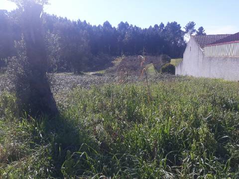 Terreno Arredores de Oliveira do Bairro