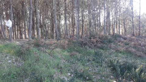 Terreno Arredores de Oliveira do Bairro