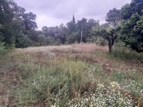 Terreno para construção em Oiã