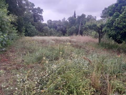 Terreno para construção em Oiã