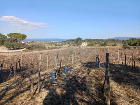 Vinha Vimieira-Casal Comba