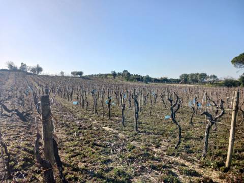 Vinha Vimieira-Casal Comba