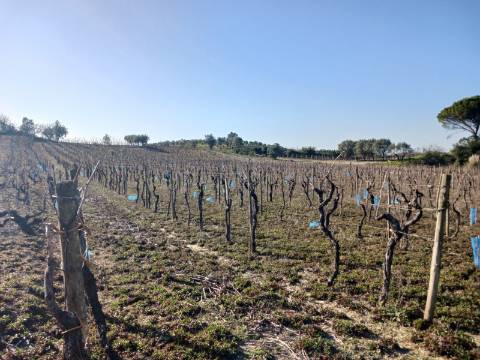 Vinha Vimieira-Casal Comba