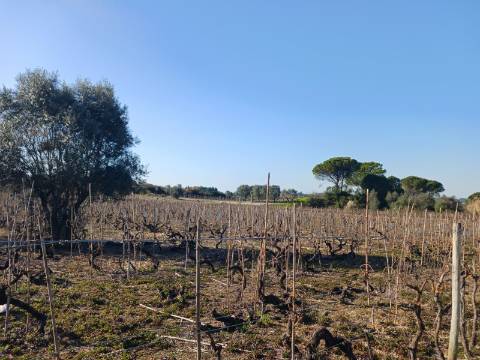 Vinha Vimieira-Casal Comba