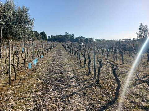 Vinha Vimieira-Casal Comba