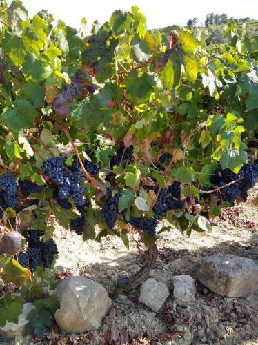 Vinha Vimieira-Casal Comba