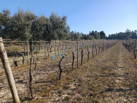 Vinha Vimieira-Casal Comba