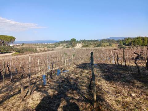 Vinha Vimieira-Casal Comba