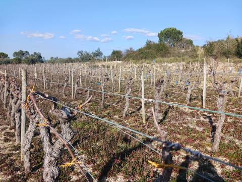 Vinha Vimieira-Casal Comba