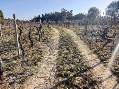 Vinha Vimieira-Casal Comba