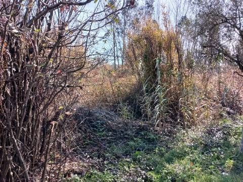 Terreno Agrícola na Murta