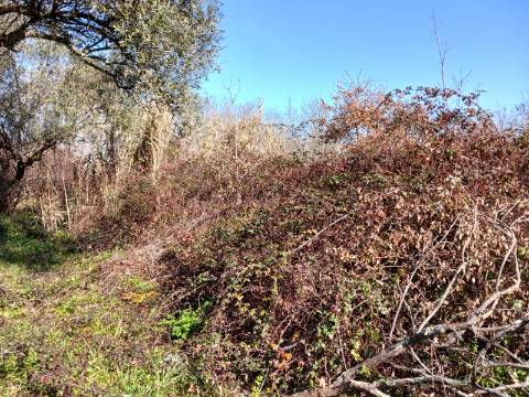 Terreno Agrícola na Murta