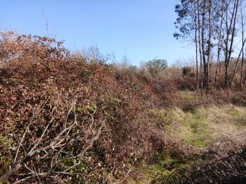 Terreno Agrícola na Murta