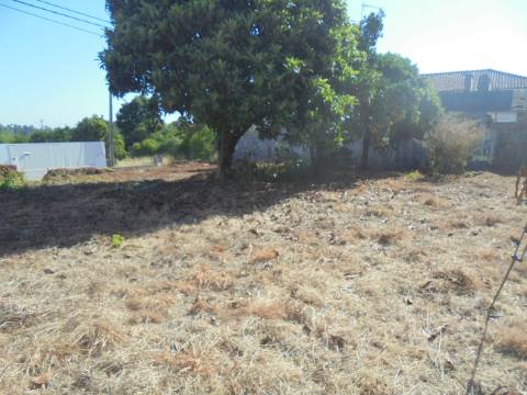 Terreno arredores Oliveira do Bairro