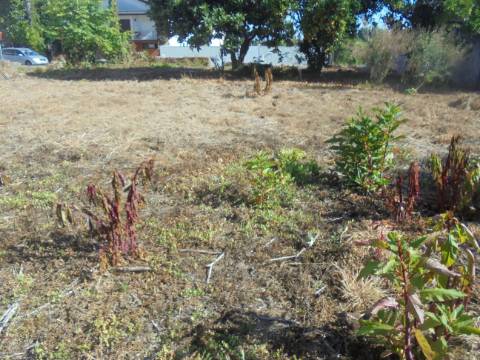 Terreno arredores Oliveira do Bairro