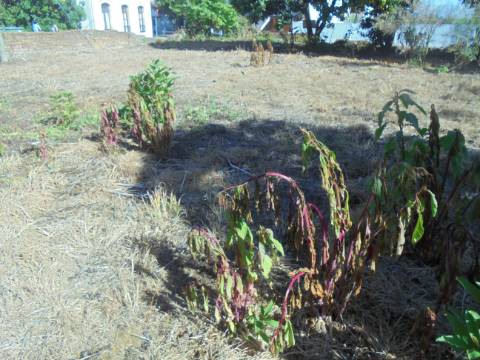 Terreno arredores Oliveira do Bairro