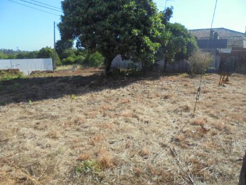 Terreno arredores Oliveira do Bairro