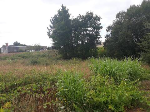 Terreno Arredores de Sangalhos