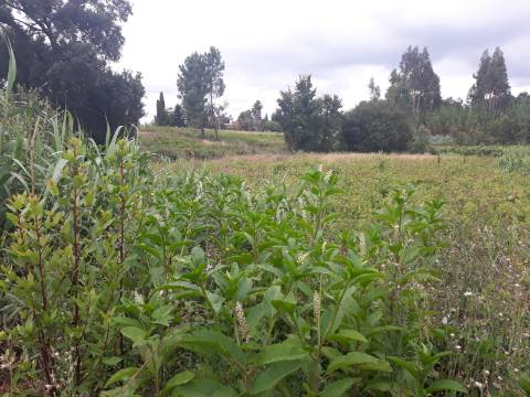 Terreno Arredores de Sangalhos