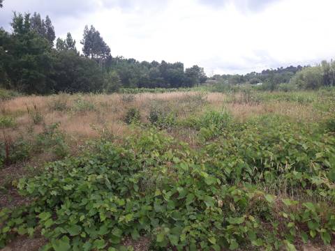 Terreno Arredores de Sangalhos