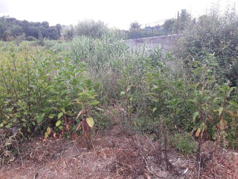 Terreno Arredores de Sangalhos