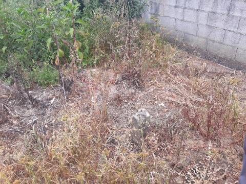 Terreno Arredores de Sangalhos