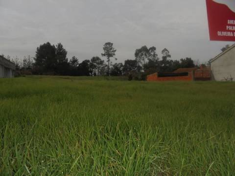 Terreno Arredores de Oliveira do Bairro