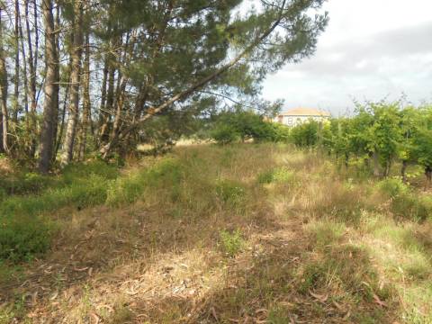 Terreno Arredores de Oliveira do Bairro