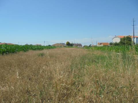 Terreno Aguas Boas , Oiã