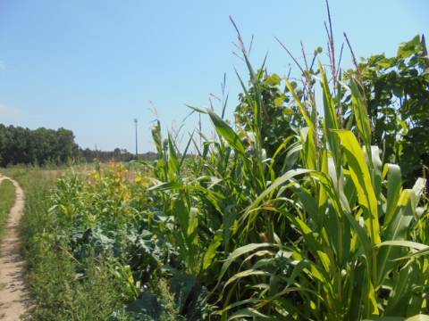 Terreno Aguas Boas , Oiã