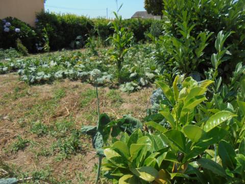 Terreno Aguas Boas , Oiã