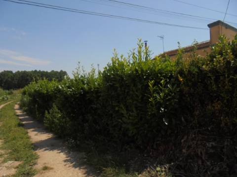 Terreno Aguas Boas , Oiã