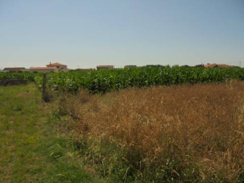 Terreno Aguas Boas , Oiã