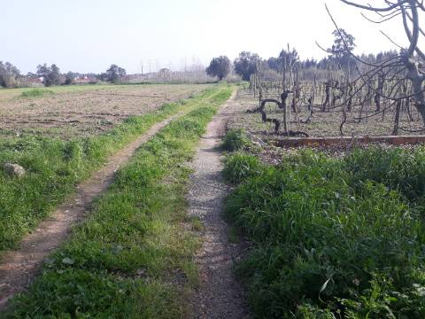 Terreno agrícola Bustos