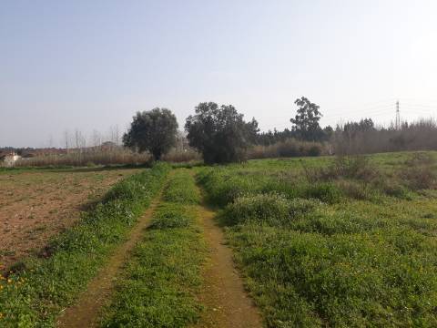 Terreno agrícola Bustos
